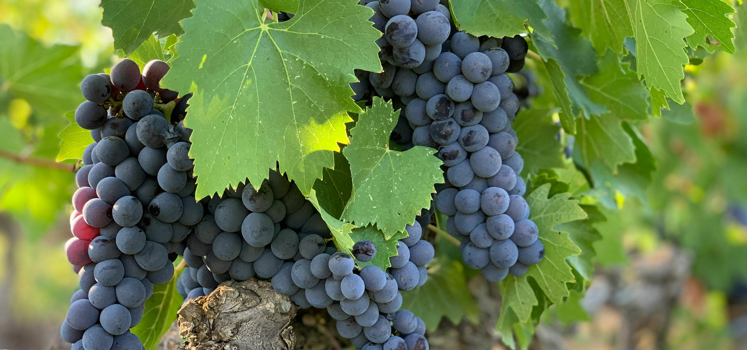5 things to do in Bardolino in autumn